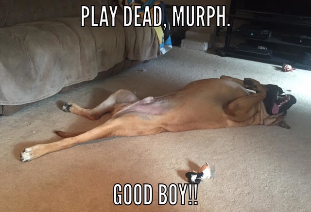 murphsleepy