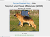 Neptun Vom Haus Milesevac JR 725546 No 12-07