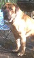 Hulk (Apache's Brother)