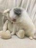 Photo Gallery of Past Puppies Small Dogs