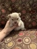 Pawsitively Precious’ Barnabus (Barney)